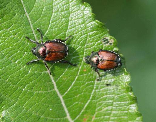 Japanese Beetle