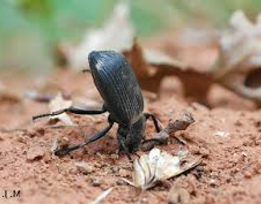 Stink Beetle